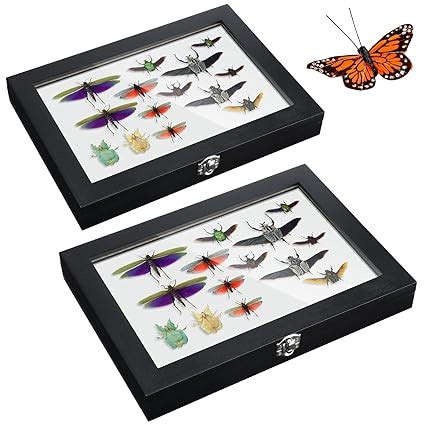 Insect Display Boxes