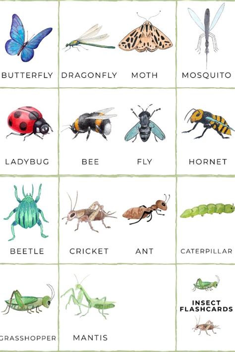Insect Domain_7O Free Printable