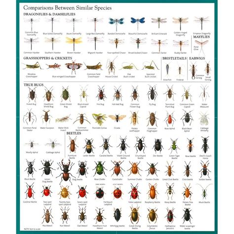 Insect Id Chart