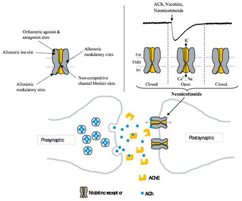 insect nicotinic acetylcholine receptors