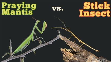 Insect Vs Mantis