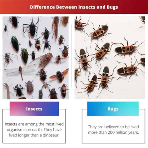 Insect Vs Not Insect