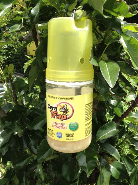 insecticide for fruit flies