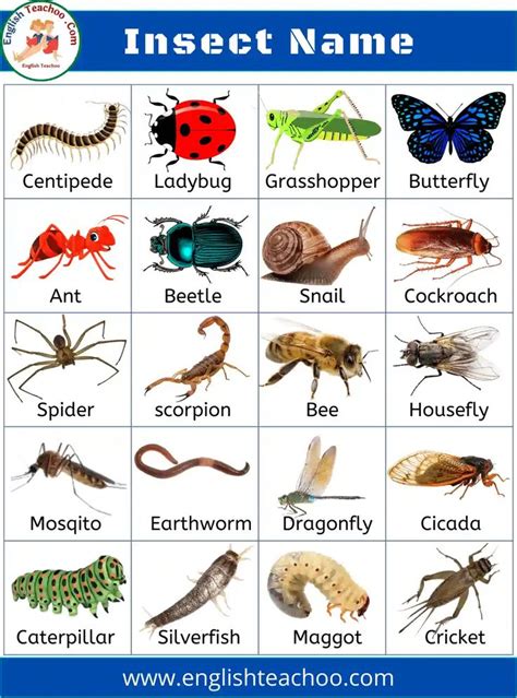 insects beginning with g