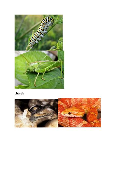 Insects and Lizards