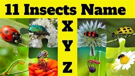 Insects That Start With X