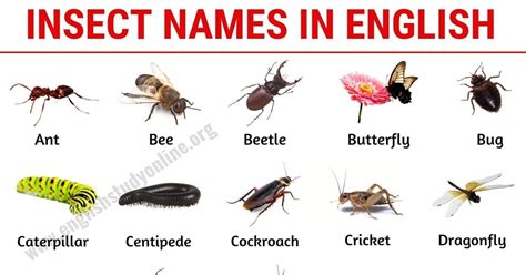 insects with 6 letters