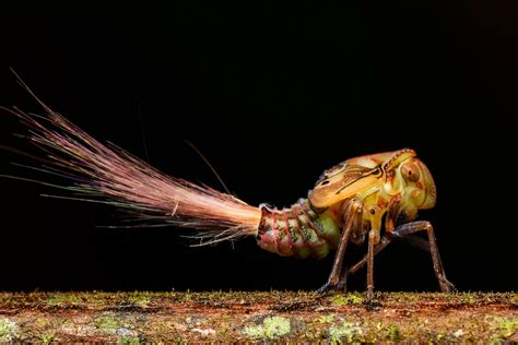 Insects With Unique Abilities