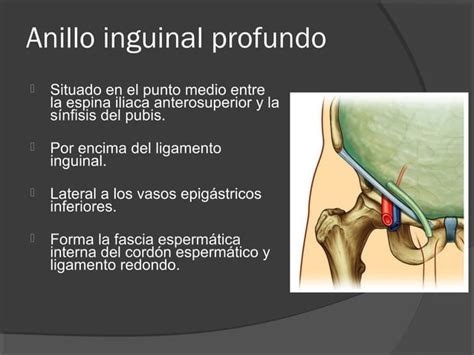inserciones del ligamento inguinal