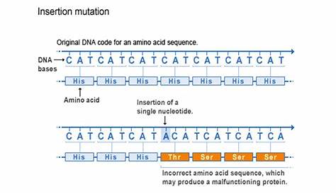 Insertion Mutation Definition Biology What Is A Chromosome Disorder? Facts