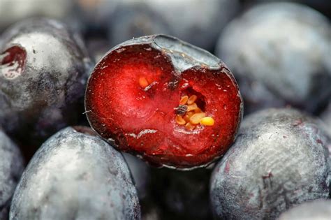 Discovering The Magic Inside Of A Blueberry: Recipes To Satisfy Your Sweet Tooth