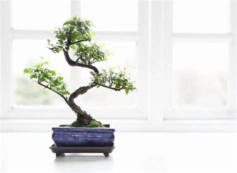 Inside Bonsai Tree Nz