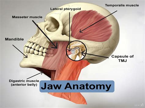 Inside Jaw Anatomy