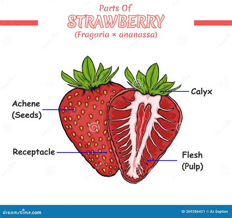 Inside Of Strawberry