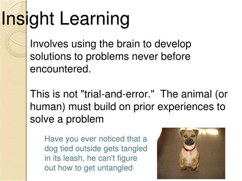 insight learning examples in animals