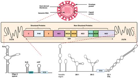 insights into dengue virus genome replication