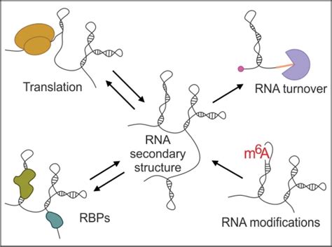 Insights Into Rna Structure And Function From Genome-Wide Studies