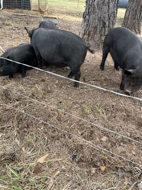 Installing Electric Fence For Pigs