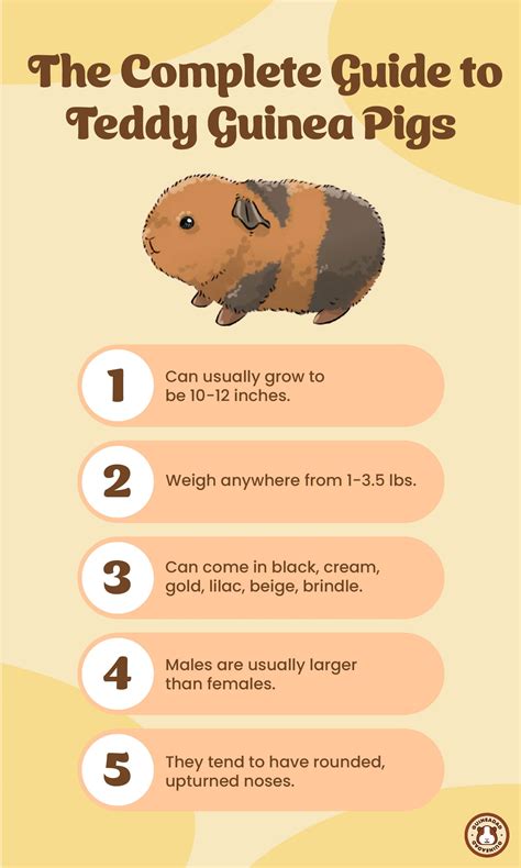 Instructions For Guinea Pigs