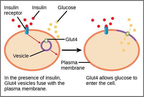 JCI ATPsensitive potassium channelopathies focus on insulin secretion