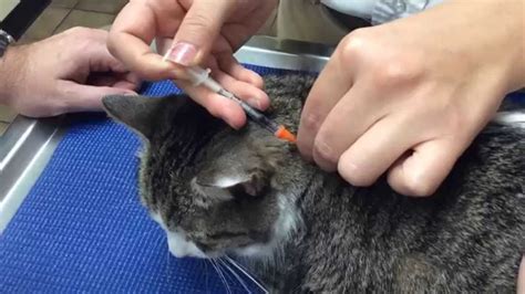 Insulin Injection Cat