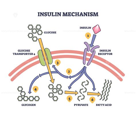 Insulin Injection Explanation