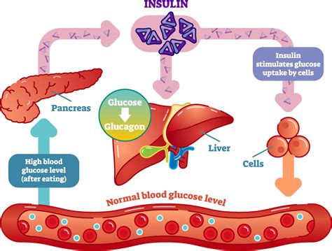 insulin regulate blood sugar level