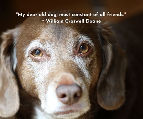insurance for old dogs quotes