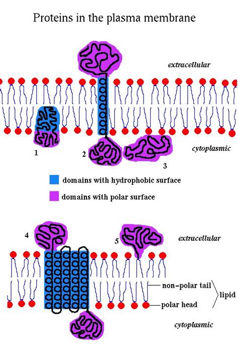 integral membrane proteins hydrophobic