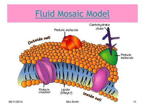 integral proteins fluid mosaic model