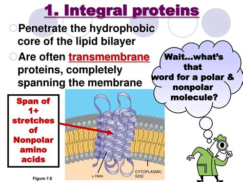 integral proteins function