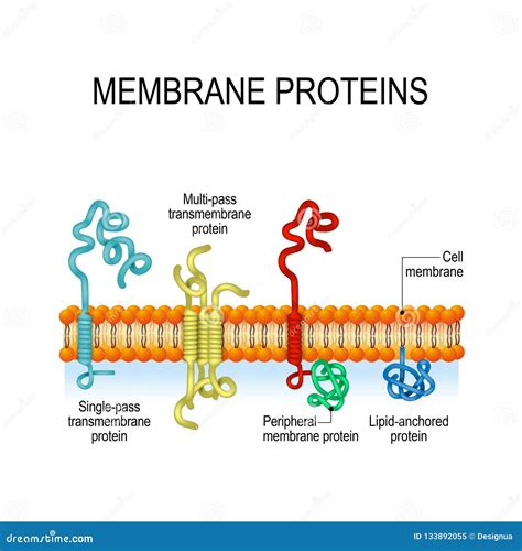 integral proteins in cell membrane