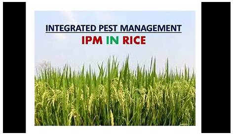 Integrated Pest management in rice base cropping system