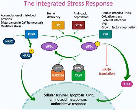 Frontiers Bacterial Manipulation of the Integrated Stress Response A