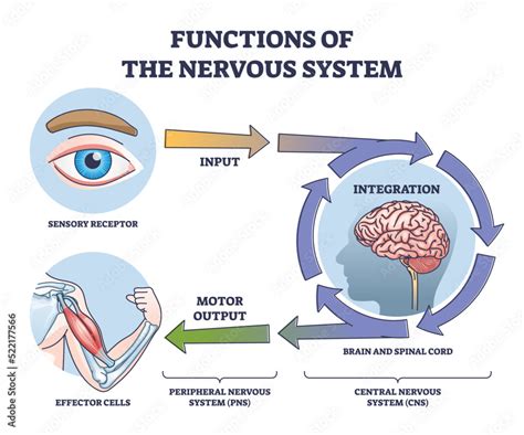integration nervous system function
