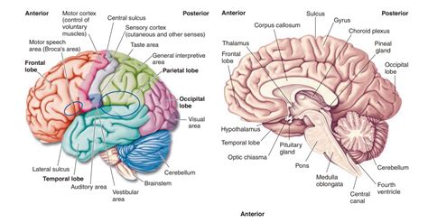 integrative centers of the brain