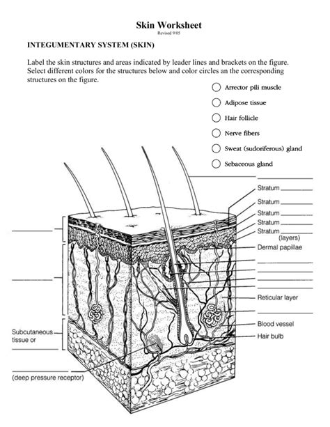 integumentary system (skin) worksheet answers