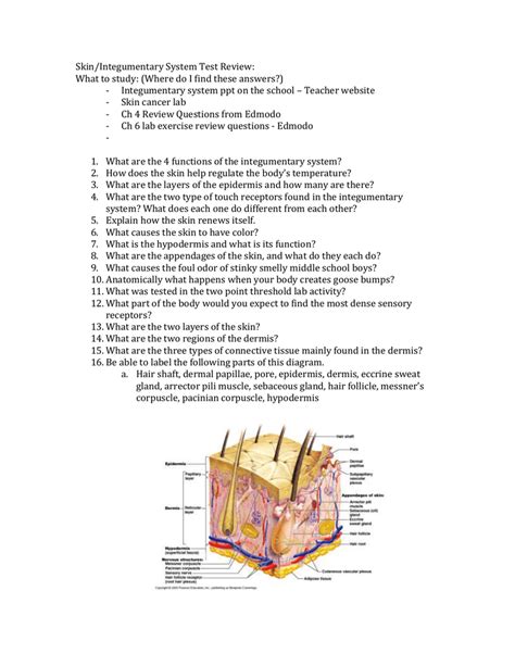 integumentary system review worksheet answers