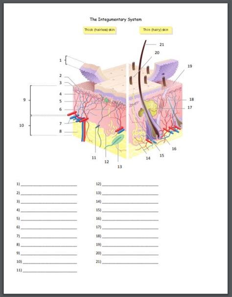 integumentary system worksheet 1 answers pdf