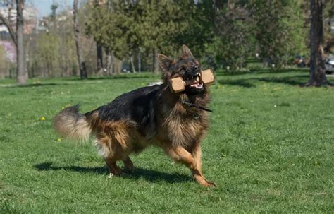 intelligence of german shepherd
