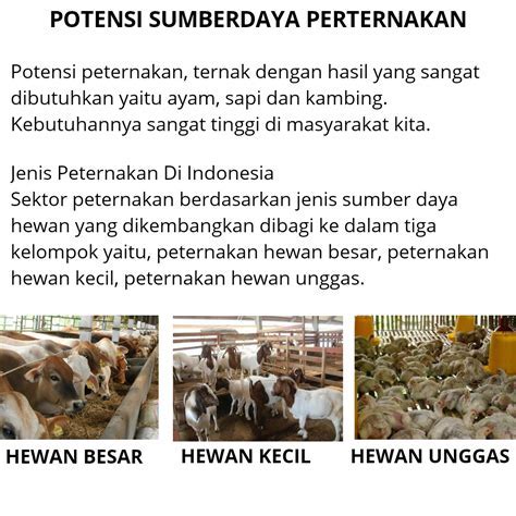 Cara Intensifikasi Usaha Peternakan di Indonesia