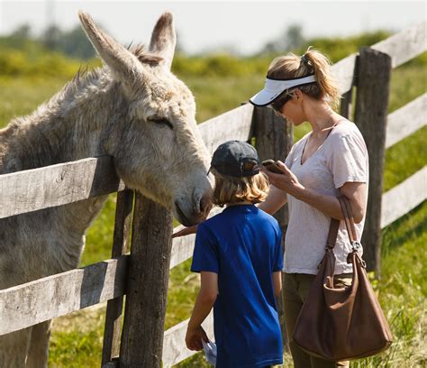 interacting Baudet donkey