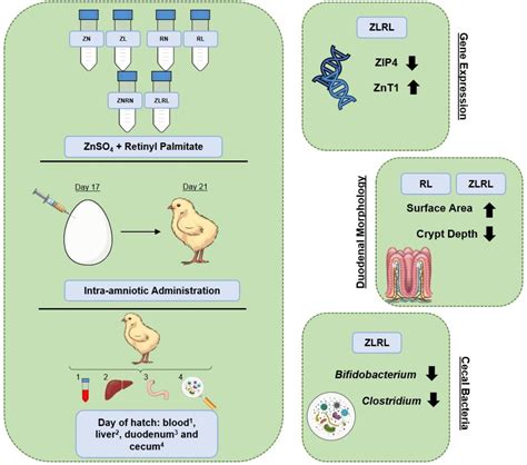 Interactions For Zinc