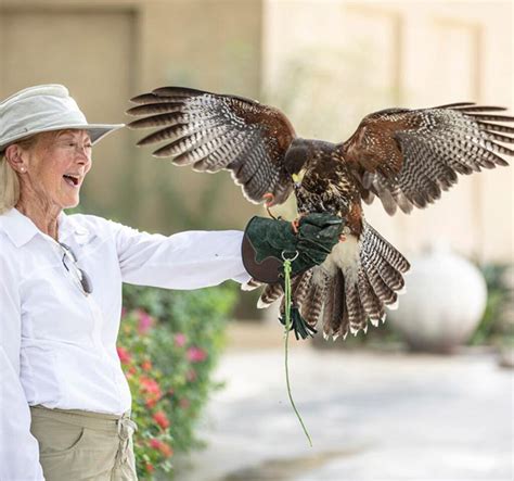 interactive falconry