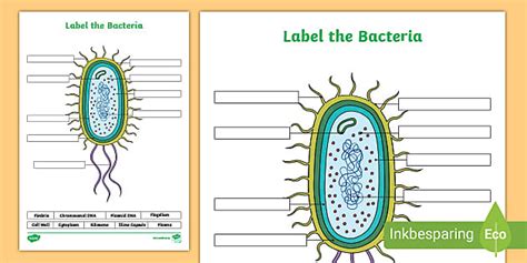 Interactive Label A Bacteria Cell