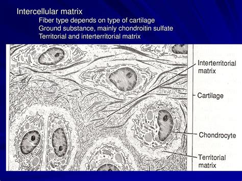 intercellular substance of SAN Entry - grade Comparisons