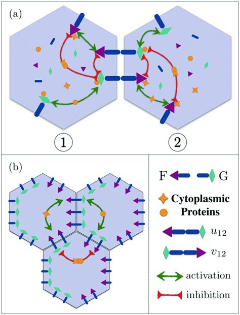 Unveiling the Intricate Battle: Intercellular vs Intracellular Processes