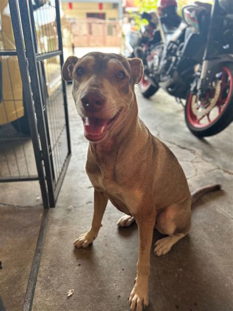 interested in adoption