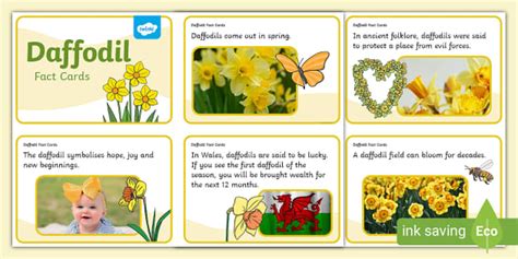 Interesting Fact About Daffodils