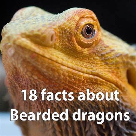 interesting facts about a bearded dragon